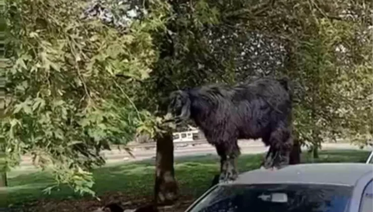 Bursa’da keçiler otomobilin üzerinde yaprak yedi